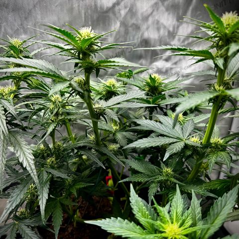 Banana Purple Punch (FB) 8 Weeks growlog timeline photo