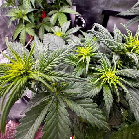 Banana Purple Punch (FB) 8 Weeks growlog timeline photo