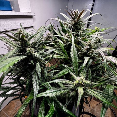 Strawberry Gorilla (FB):    10 Weeks growlog timeline photo