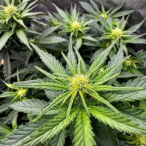 Banana Purple Punch (FB) 8 Weeks growlog timeline photo