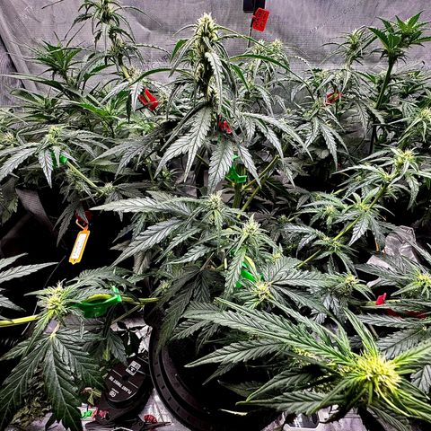 Gorilla Zkittlez (FB)       8-9 Weeks growlog timeline photo