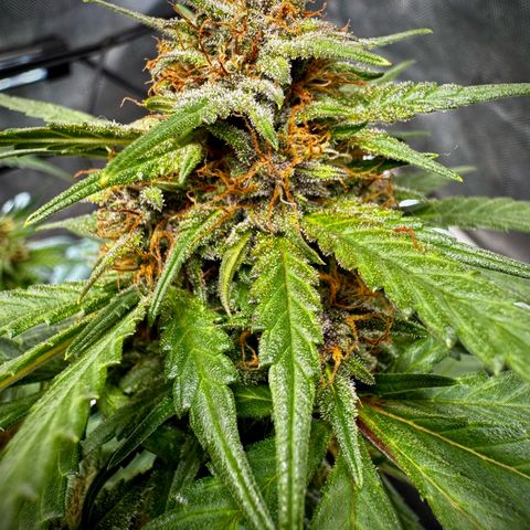 Banana Purple Punch (FB) 8 Weeks growlog timeline photo