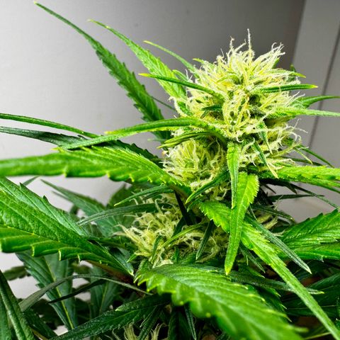 Papaya Cookies (FB):     8-9 Weeks growlog timeline photo