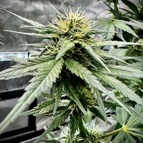 Gorilla Zkittlez (FB)       8-9 Weeks growlog timeline photo