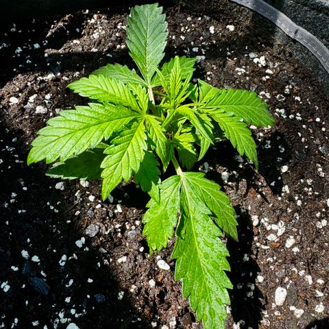Mixed Bag Auto #1 growlog timeline photo