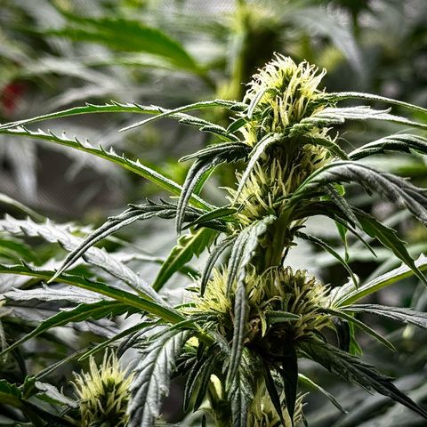 Gorilla Zkittlez (FB)       8-9 Weeks growlog timeline photo