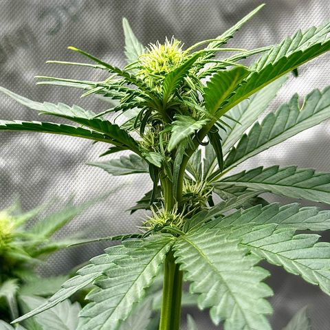 Papaya Cookies (FB):     8-9 Weeks growlog timeline photo