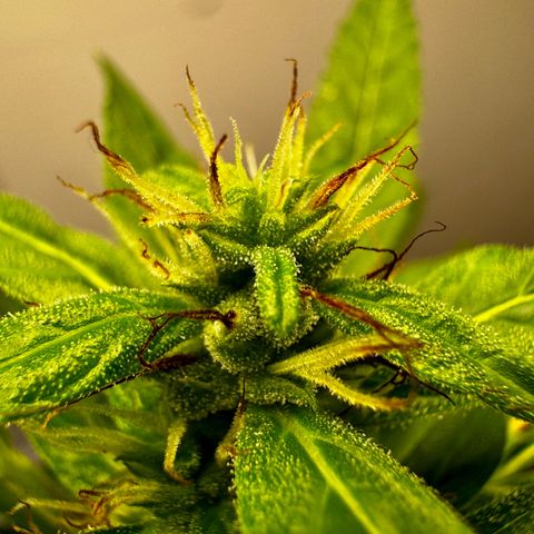 Mixed Bag Auto #2 growlog photo: Photos of #2 after moving her indoors.