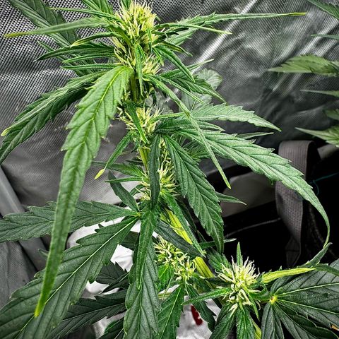 Gorilla Zkittlez (FB)       8-9 Weeks growlog timeline photo