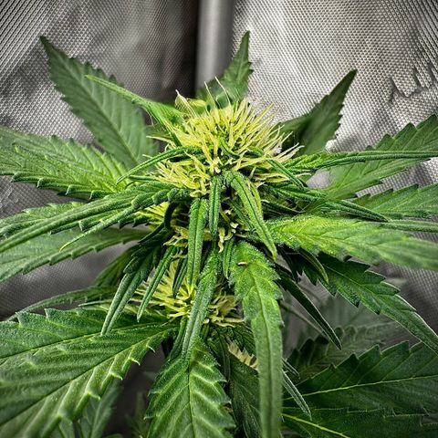 Banana Purple Punch (FB) 8 Weeks growlog timeline photo