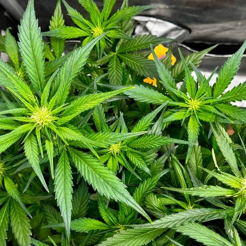 Papaya Cookies (FB):     8-9 Weeks growlog timeline photo