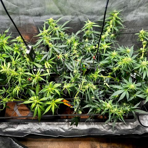 Strawberry Gorilla (FB):    10 Weeks growlog timeline photo