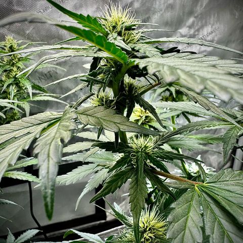 Gorilla Zkittlez (FB)       8-9 Weeks growlog timeline photo