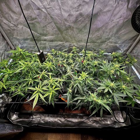 Banana Purple Punch (FB) 8 Weeks growlog timeline photo