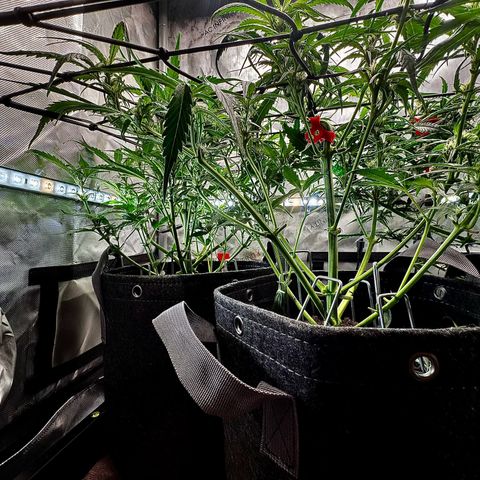 Papaya Cookies (FB):     8-9 Weeks growlog timeline photo