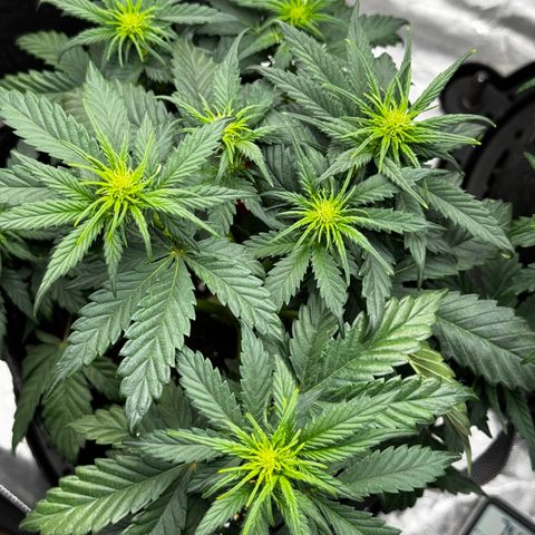 Banana Purple Punch (FB) 8 Weeks growlog timeline photo
