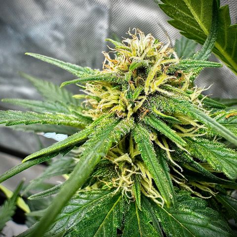 Banana Purple Punch (FB) 8 Weeks growlog timeline photo