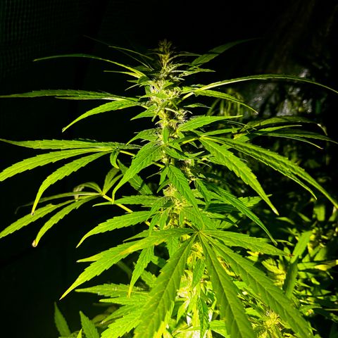 Mixed Bag Auto #2 growlog timeline photo