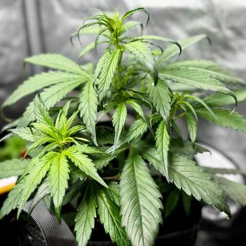 Strawberry Gorilla (FB):    10 Weeks growlog timeline photo