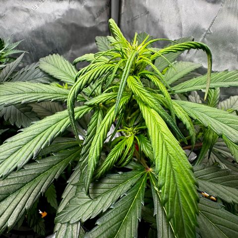 Strawberry Gorilla (FB):    10 Weeks growlog timeline photo