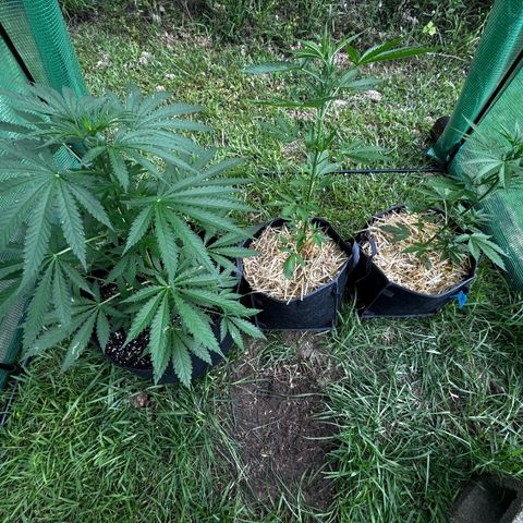 Mixed Bag Auto #1 growlog timeline photo
