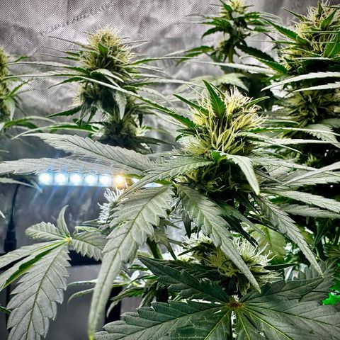 Gorilla Zkittlez (FB)       8-9 Weeks growlog timeline photo
