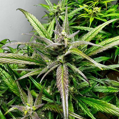 Strawberry Gorilla (FB):    10 Weeks growlog timeline photo