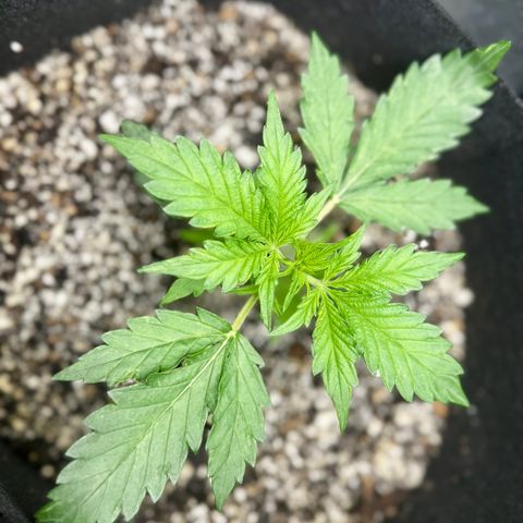 Mixed Bag Auto #1 growlog timeline photo
