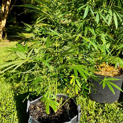 Mixed Bag Auto #1 growlog timeline photo