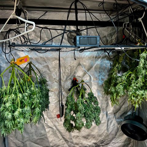 Papaya Cookies (FB):     8-9 Weeks growlog photo: Drying stage
