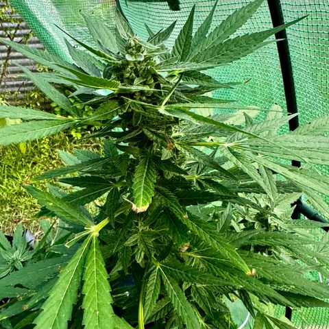 Mixed Bag Auto #1 growlog timeline photo