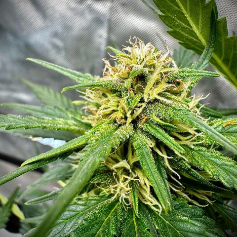 Banana Purple Punch (FB) 8 Weeks growlog timeline photo