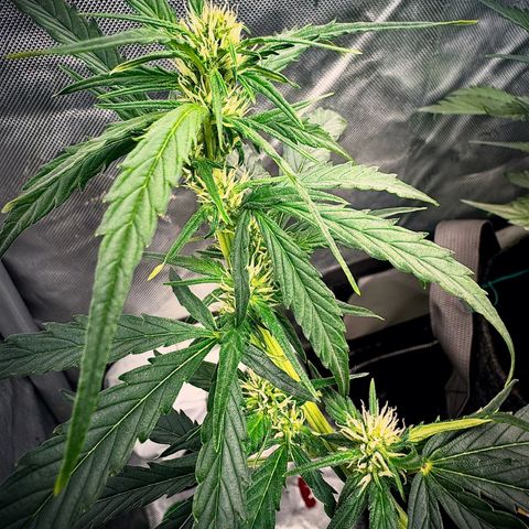 Gorilla Zkittlez (FB)       8-9 Weeks growlog timeline photo