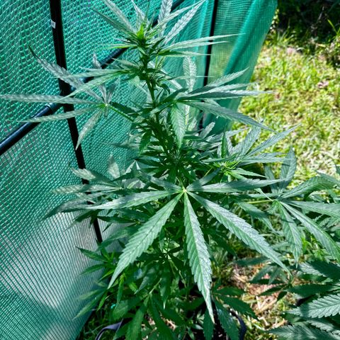 Mixed Bag Auto #1 growlog timeline photo