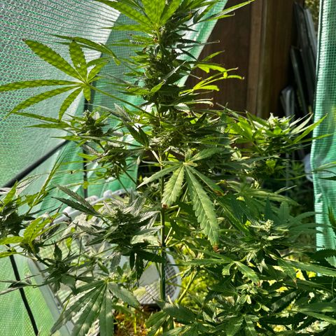 Mixed Bag Auto #1 growlog timeline photo