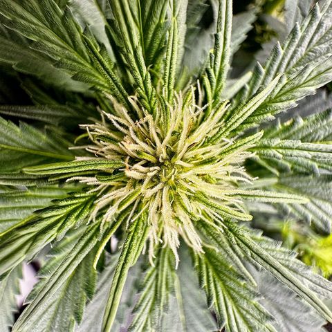 Banana Purple Punch (FB) 8 Weeks growlog timeline photo