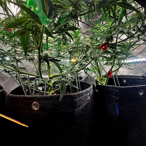 Papaya Cookies (FB):     8-9 Weeks growlog timeline photo