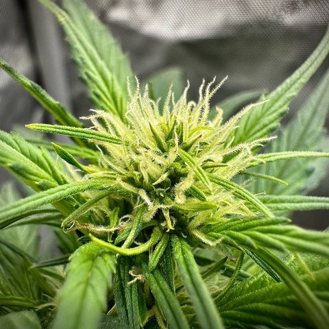 Papaya Cookies (FB):     8-9 Weeks growlog timeline photo