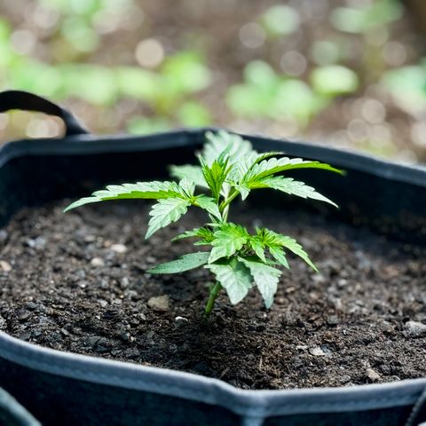 Mixed Bag Auto #2 growlog timeline photo