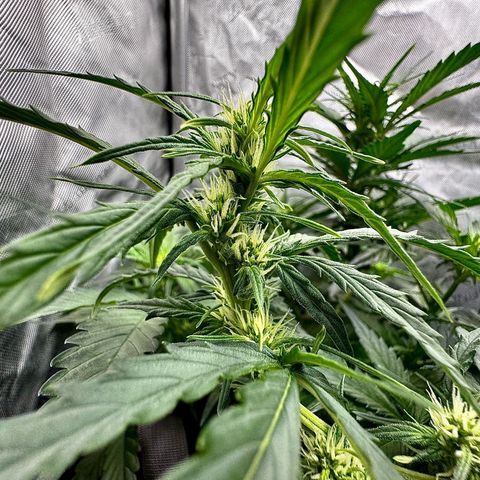 Papaya Cookies (FB):     8-9 Weeks growlog timeline photo