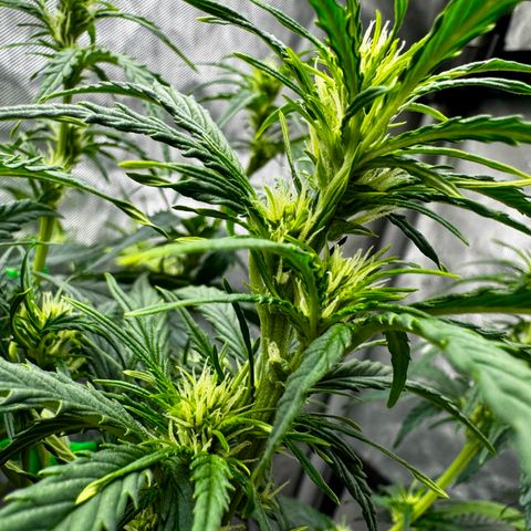 Gorilla Zkittlez (FB)       8-9 Weeks growlog timeline photo