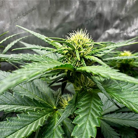 Banana Purple Punch (FB) 8 Weeks growlog timeline photo
