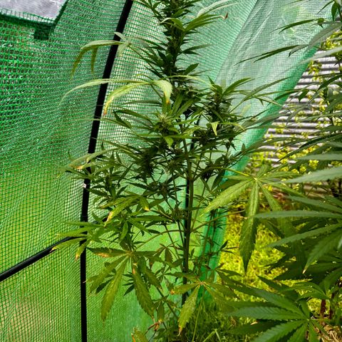 Mixed Bag Auto #2 growlog timeline photo