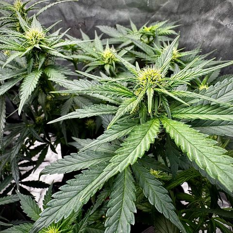 Banana Purple Punch (FB) 8 Weeks growlog timeline photo