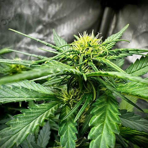 Banana Purple Punch (FB) 8 Weeks growlog timeline photo