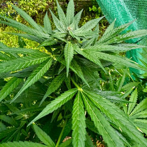 Mixed Bag Auto #1 growlog timeline photo