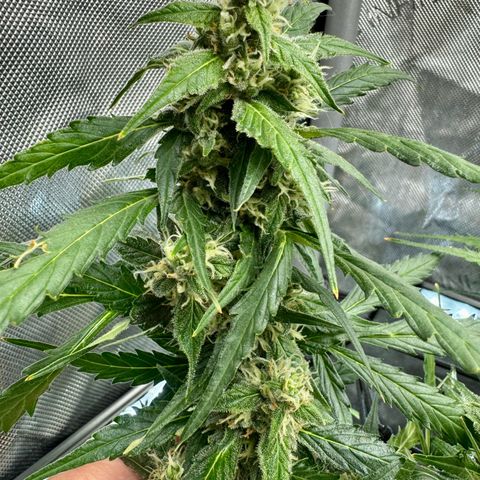 Gorilla Zkittlez (FB)       8-9 Weeks growlog timeline photo