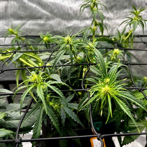 Papaya Cookies (FB):     8-9 Weeks growlog timeline photo