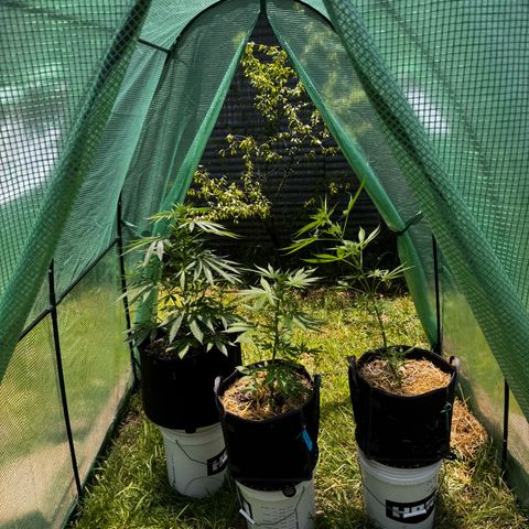 Mixed Bag Auto #1 growlog timeline photo