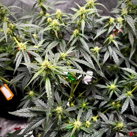 Gorilla Zkittlez (FB)       8-9 Weeks growlog timeline photo